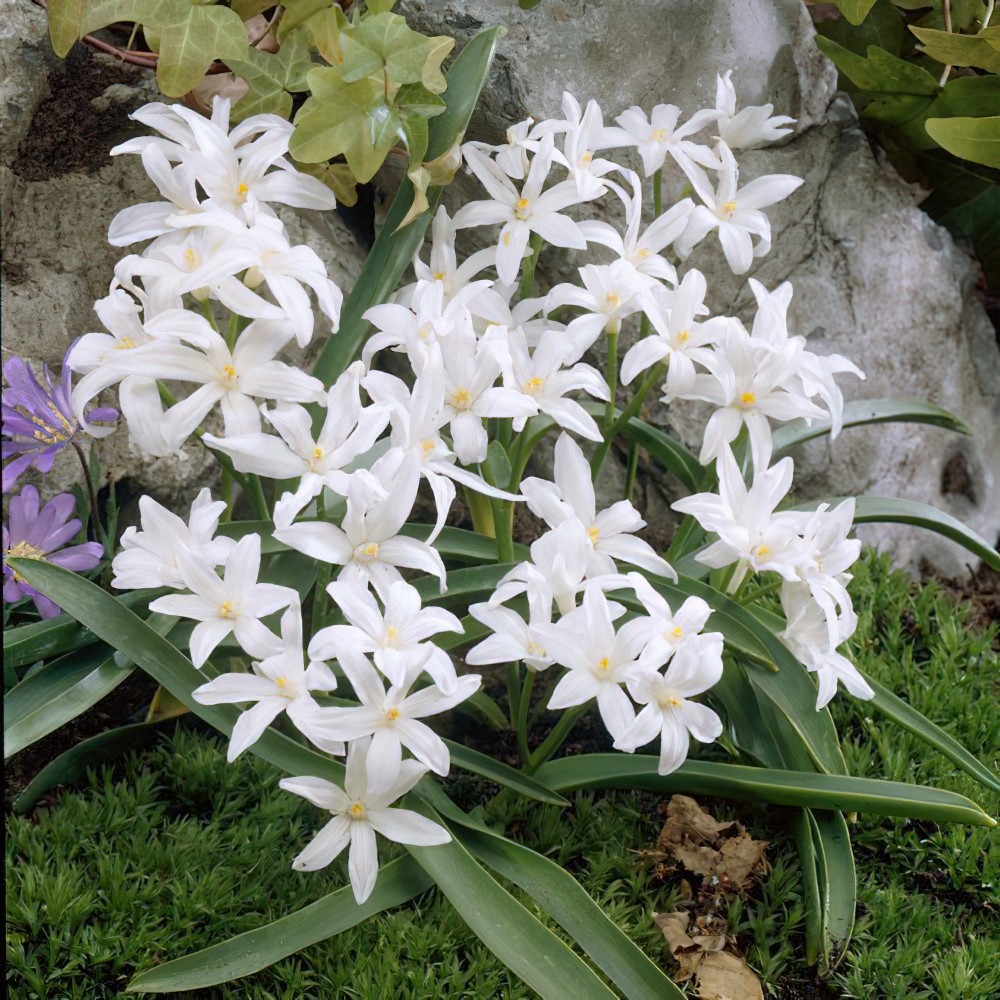 Chionodoxa luciliae 'Alba'